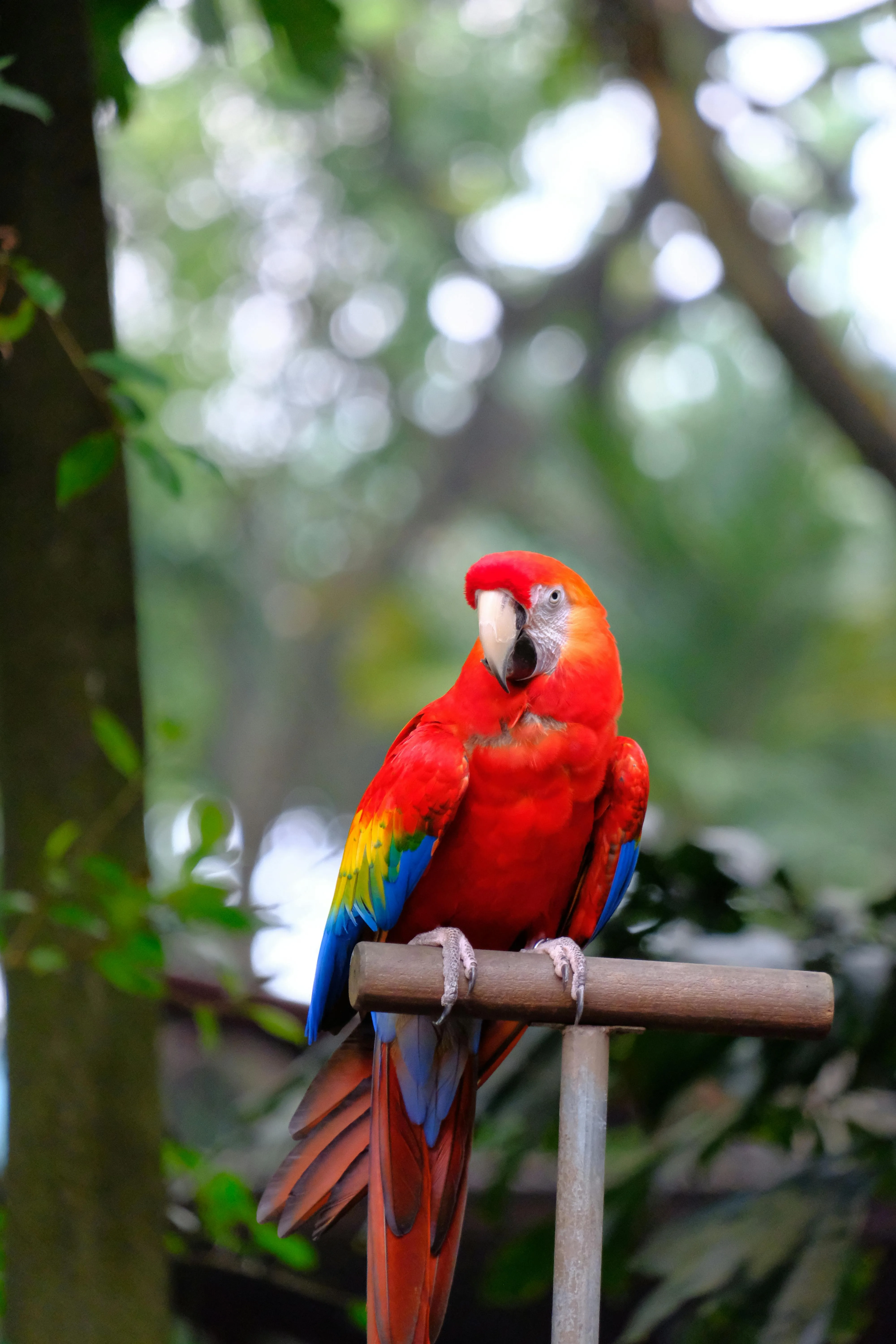 Pexels Photo Bird Brasil on photo