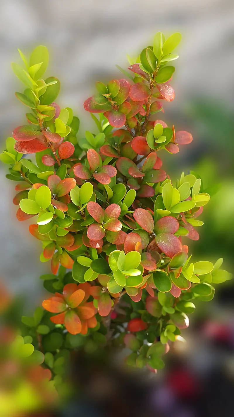 Flower Nature Wallpaper Android