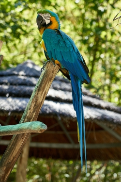 Bird Macaw blue and orange parrot