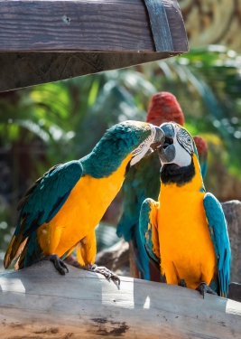 Bird from brazil macaw blue orange