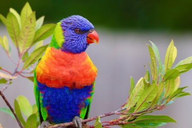 an amazingly colored lorikeet resting on a branch