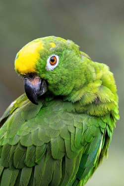 Green macaw parrots live in the wild