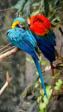 Red and blue parrots sitting on branch photo Free Bird Image on Unsplash