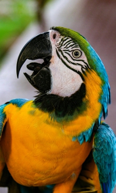 Yellow and blue parrot perched on wood photo Free