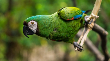 Pexels roshan kamath Bird