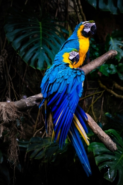 Blue and Orange Macaw Bird Form Brazil