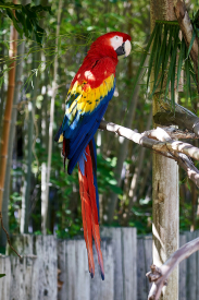 Macaw Parrot on tree branch photo Free Forest Image on Unsplash