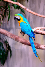 Macaw is an exotic parrot that has blue and orange color patterns.