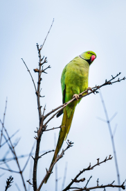 The beautiful green macaw parrot has a faint green pattern with leaves.