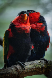 Beautiful couple and perfect color black Red