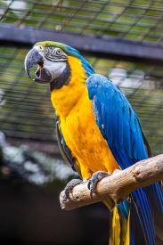 Beautiful blue orange parrot