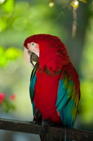 Photo Collection Bird